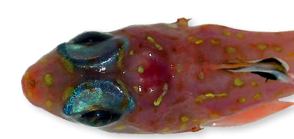 Synchiropus phaeton_0090